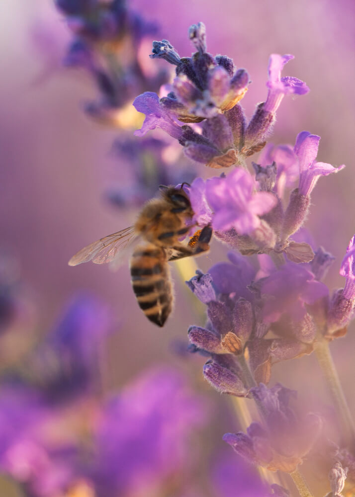 beekeeping equipment