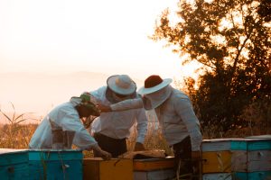 bee keeping basics