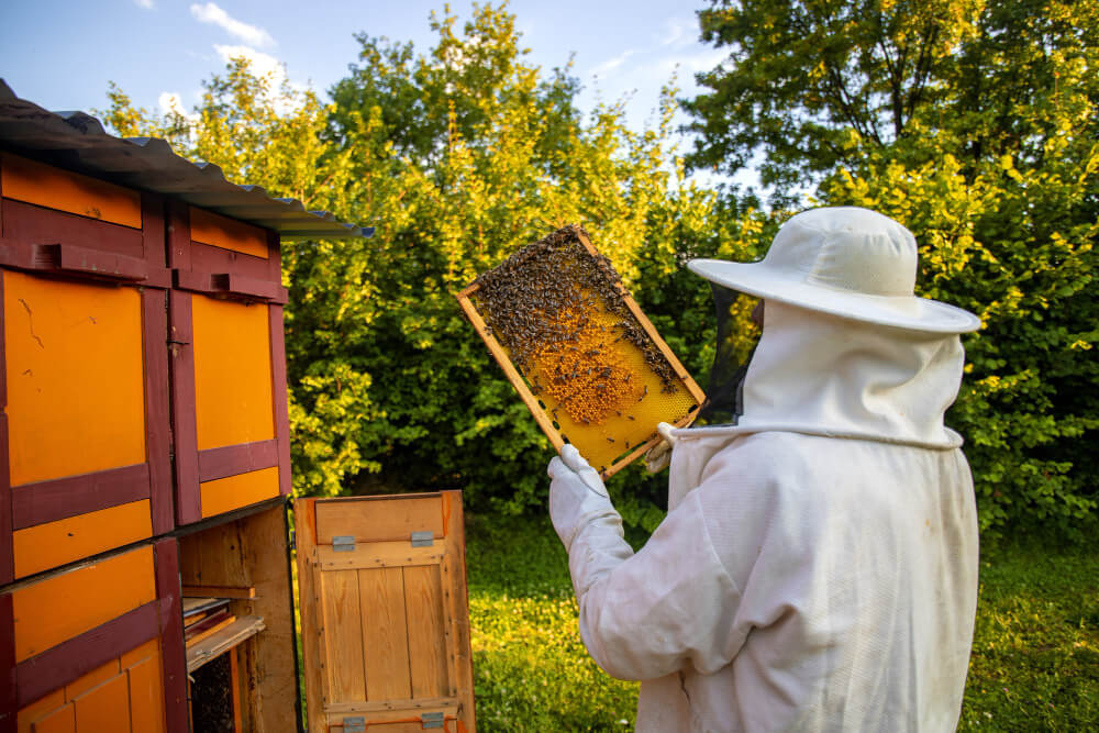 bees feeding